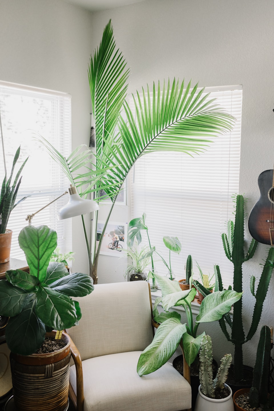 Armchair surrounded by houseplants near window.